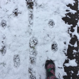 PacerGal_1976 post 2