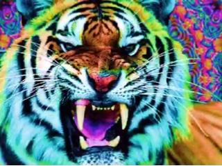 Bangladesh Walkers Gang logo