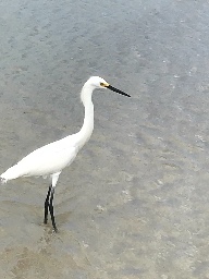 Amazing Pacers🏃‍♀️🏃‍♂️ logo