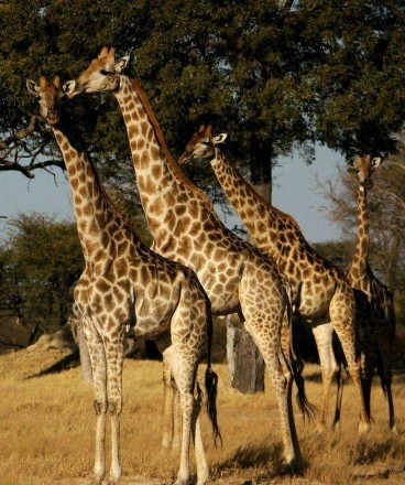 Catch Us If You Can! logo