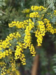 あろまのグループ logo