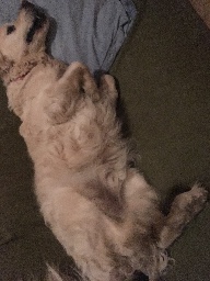 LA CASA DEL BIZZO logo