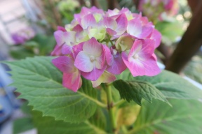 Greek Runners 🇬🇷 logo