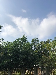 Friends of Pacer logo